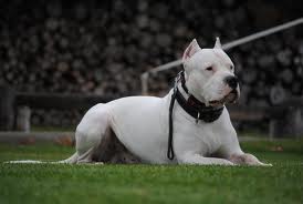 argentinska doga