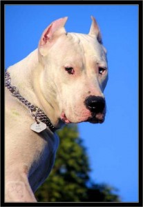 doga argentinska
