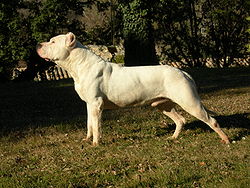 250px-Dogue_argentin
